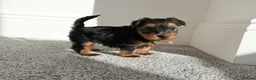 Yorkshire Terrier dogs for sale: Adorable Yorkshire Terrier Puppies 5 11.11.2026 - Advert 8