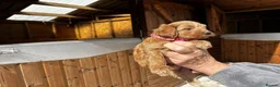 Cavapoo dogs for sale: Beautiful Cavapoo puppy in Dumfries - Advert 8