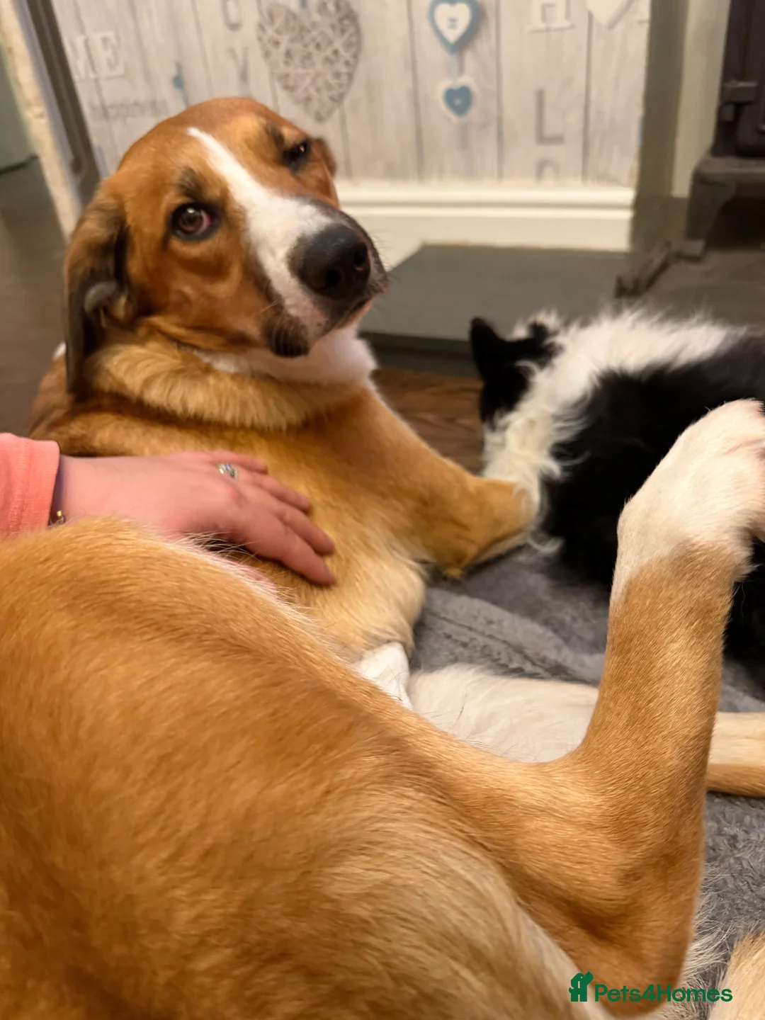 Mixed Breed dogs for sale: Border Collie/Huntaway cross - Advert 2