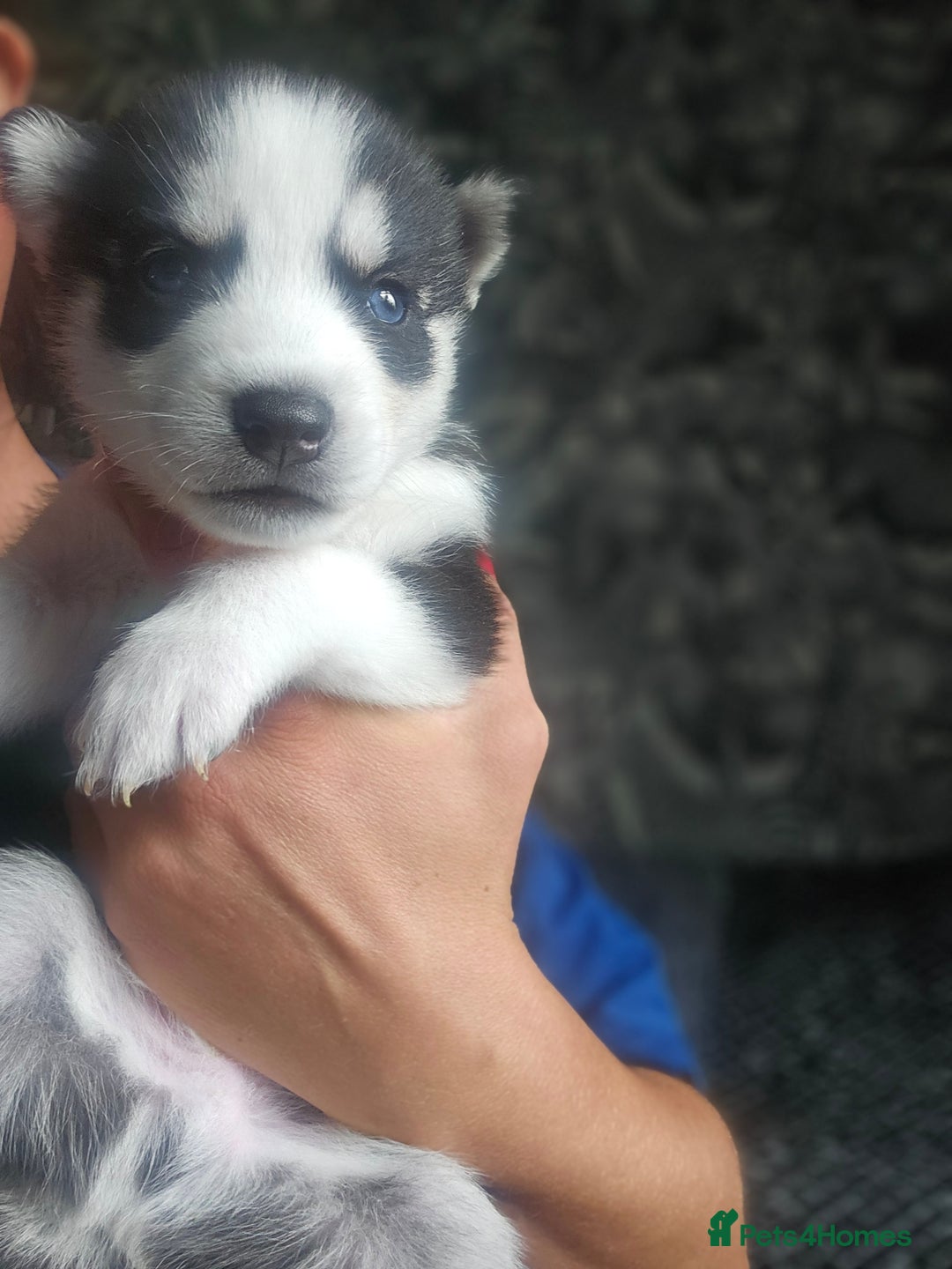 Siberian Husky dogs for sale: Gorgeous Litter of Husky Puppies - Image 9