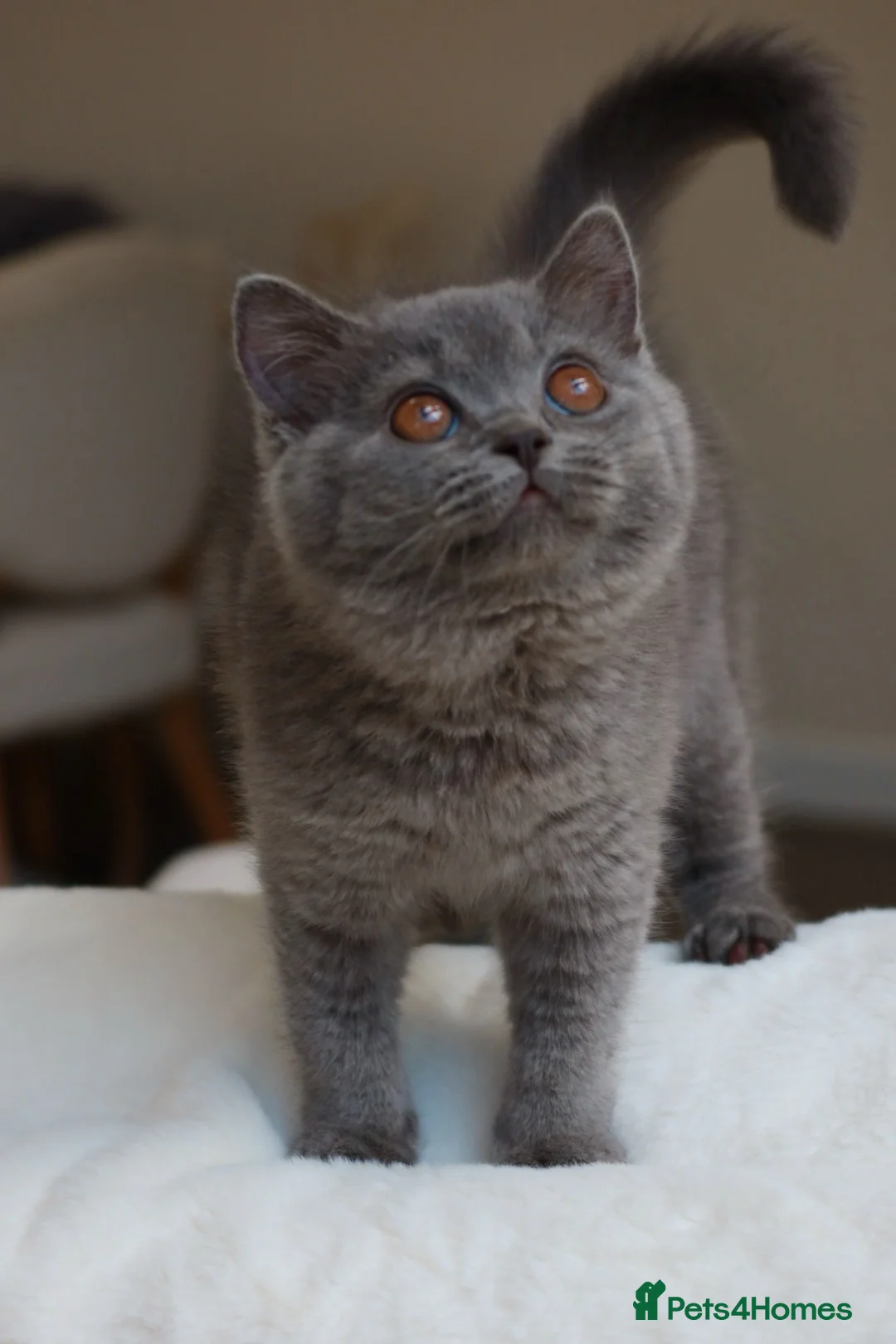 British Shorthair cats for sale: Active British Shorthair Blue Girl - READY NOW - Advert 4