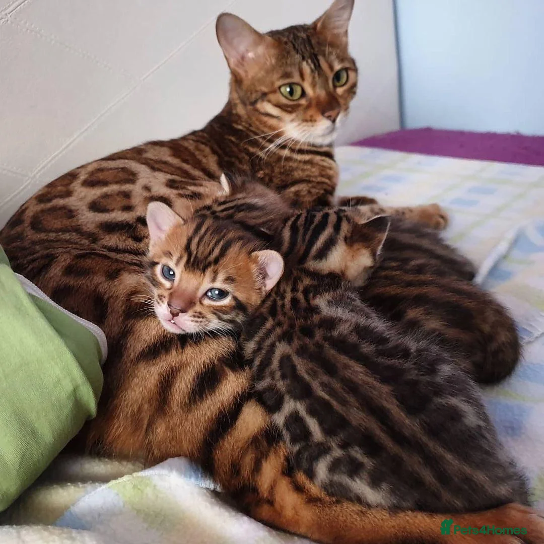 Bengal cats for sale: Beautiful Bengal kittens for sale in Leeds - Advert 1