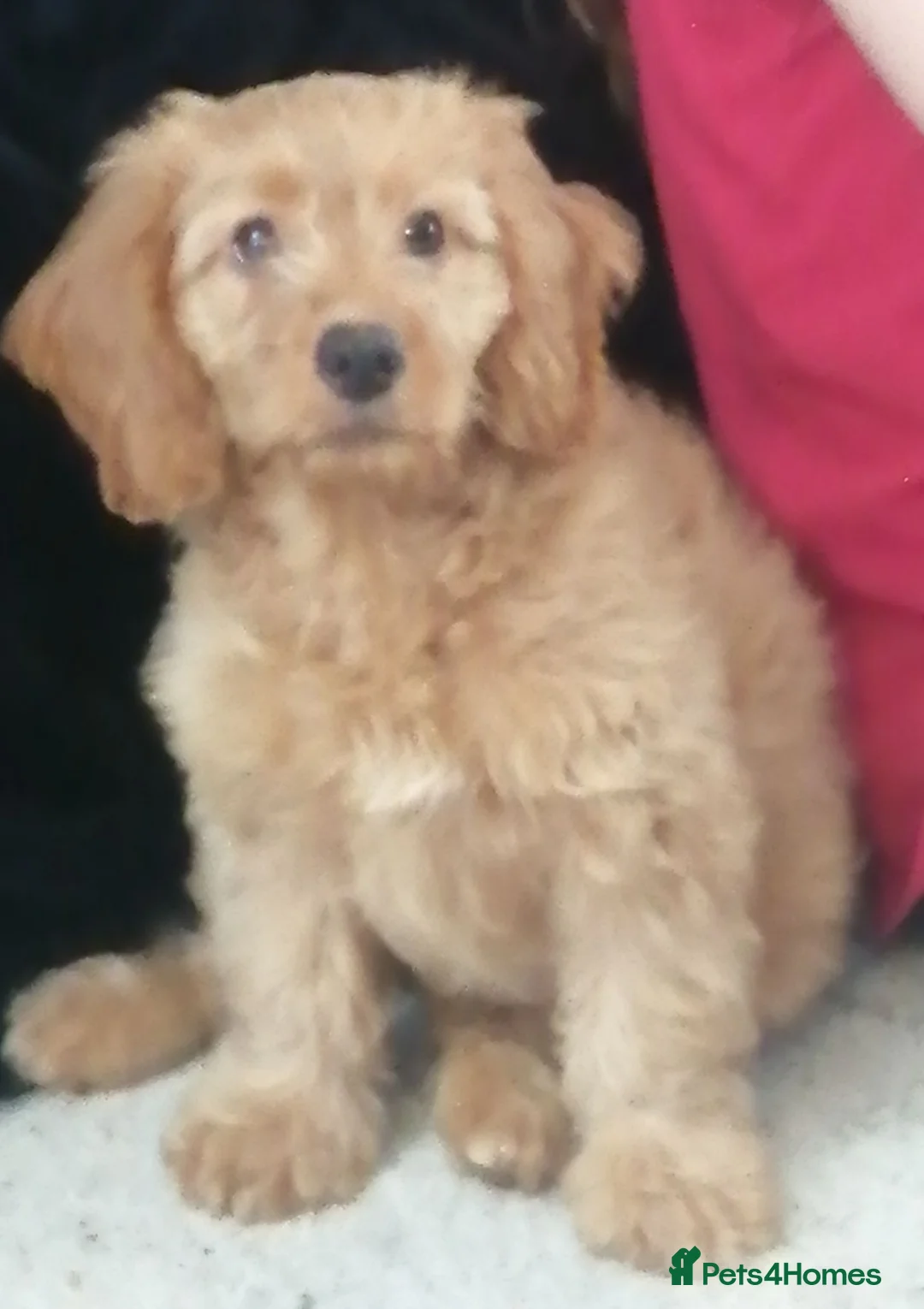 Cockapoo dogs for sale: female cockerpoo pup  - Advert 2