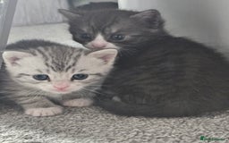 British Shorthair cats for sale: Lovely little British short haired kittens  - Image 17