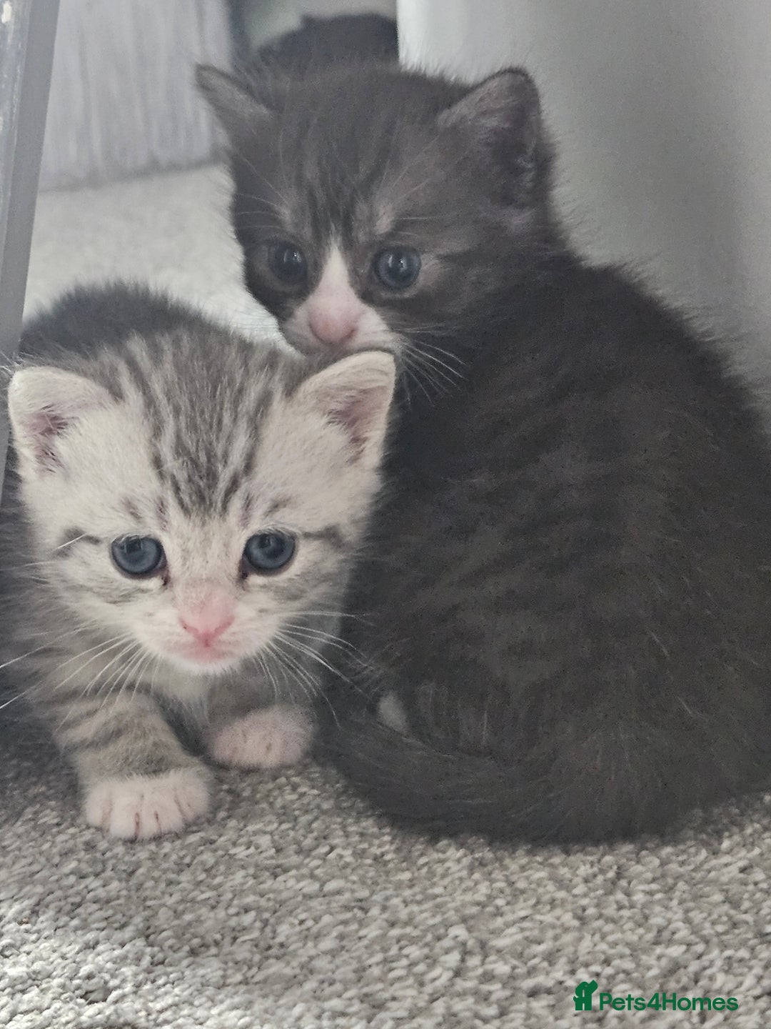 British Shorthair cats for sale: Lovely little British short haired kittens  - Image 17