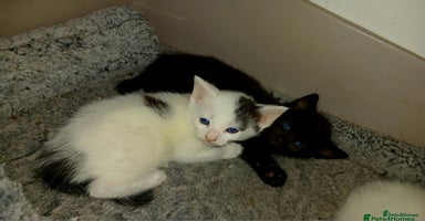 Mixed Breed cats - Advert 13