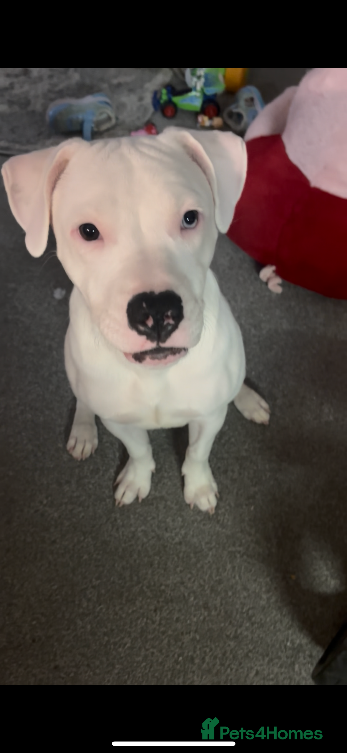 Mixed Breed dogs Staffy cross for rehome - Advert 2