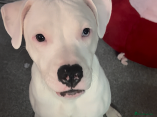 Mixed Breed dogs Staffy cross for rehome - Advert 2