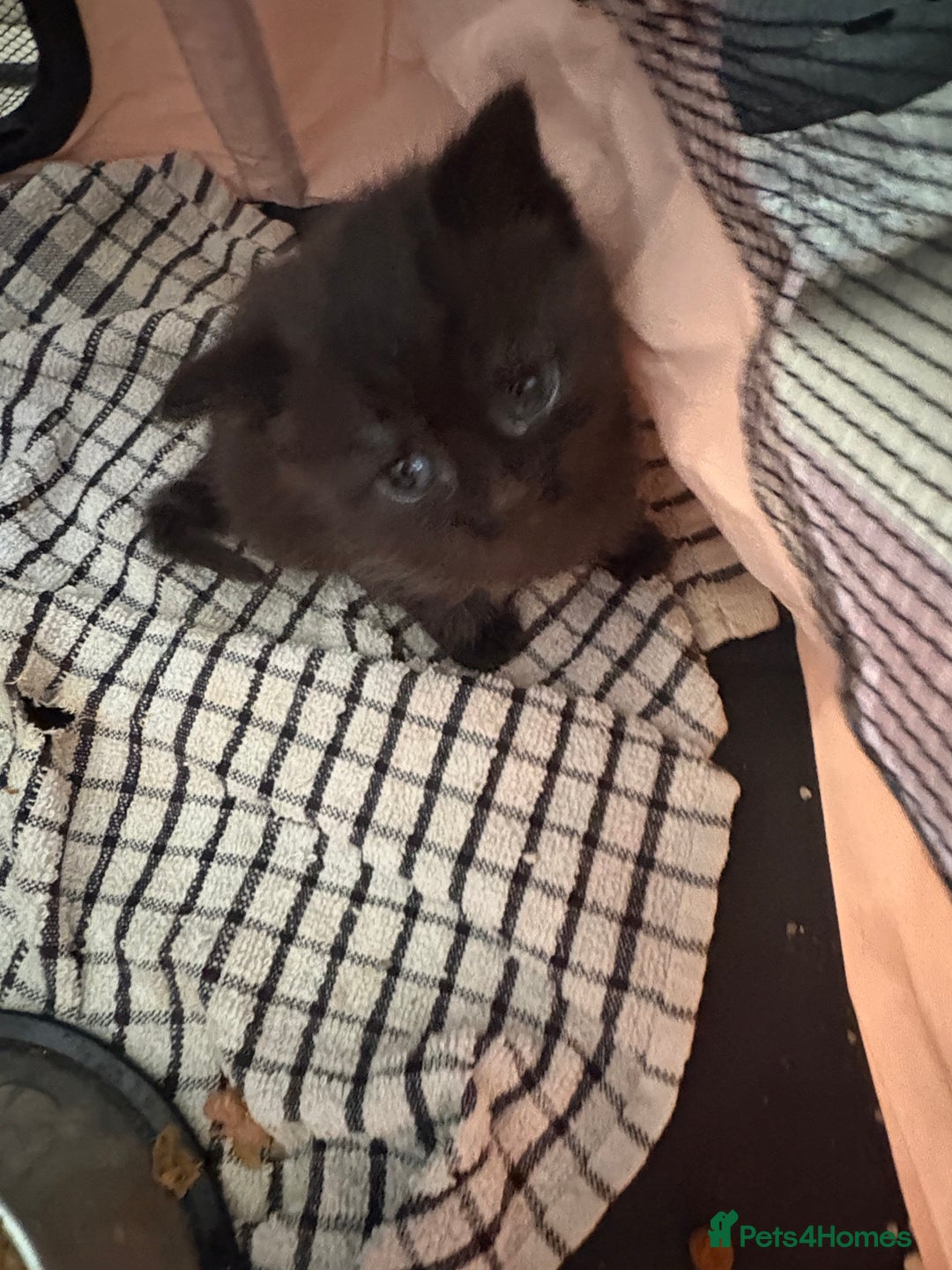 British Shorthair cats for sale: British Shorthair kittens  - Image 5