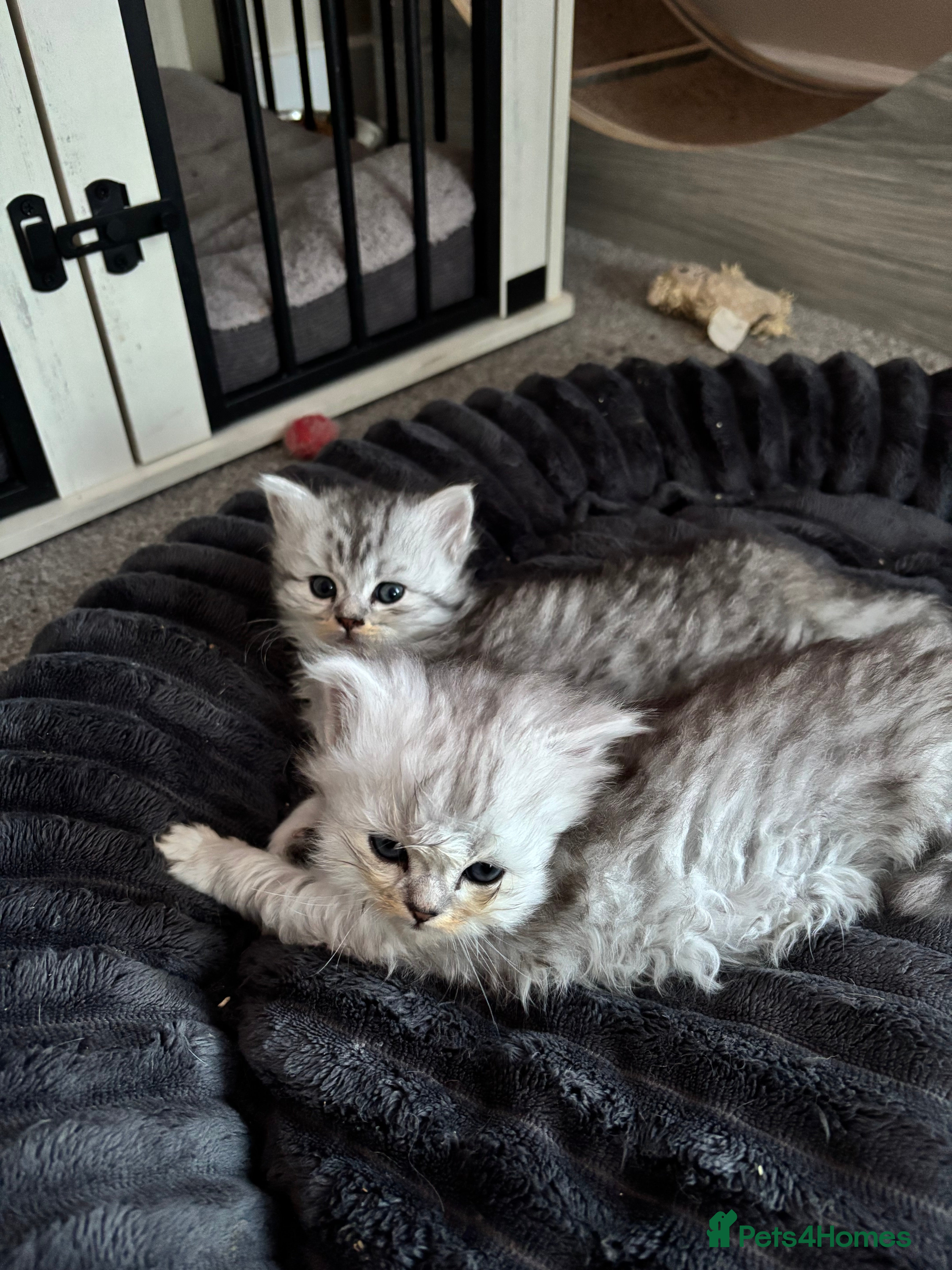Maine Coon cats Maincoon / Persian babies looking for laps  - Advert 2