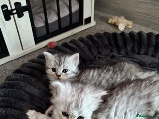 Maine Coon cats Maincoon / Persian babies looking for laps - Advert 2