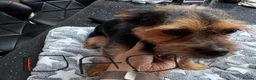 Chorkie dogs for sale: Gorgeous chorkie puppies  - Advert 3