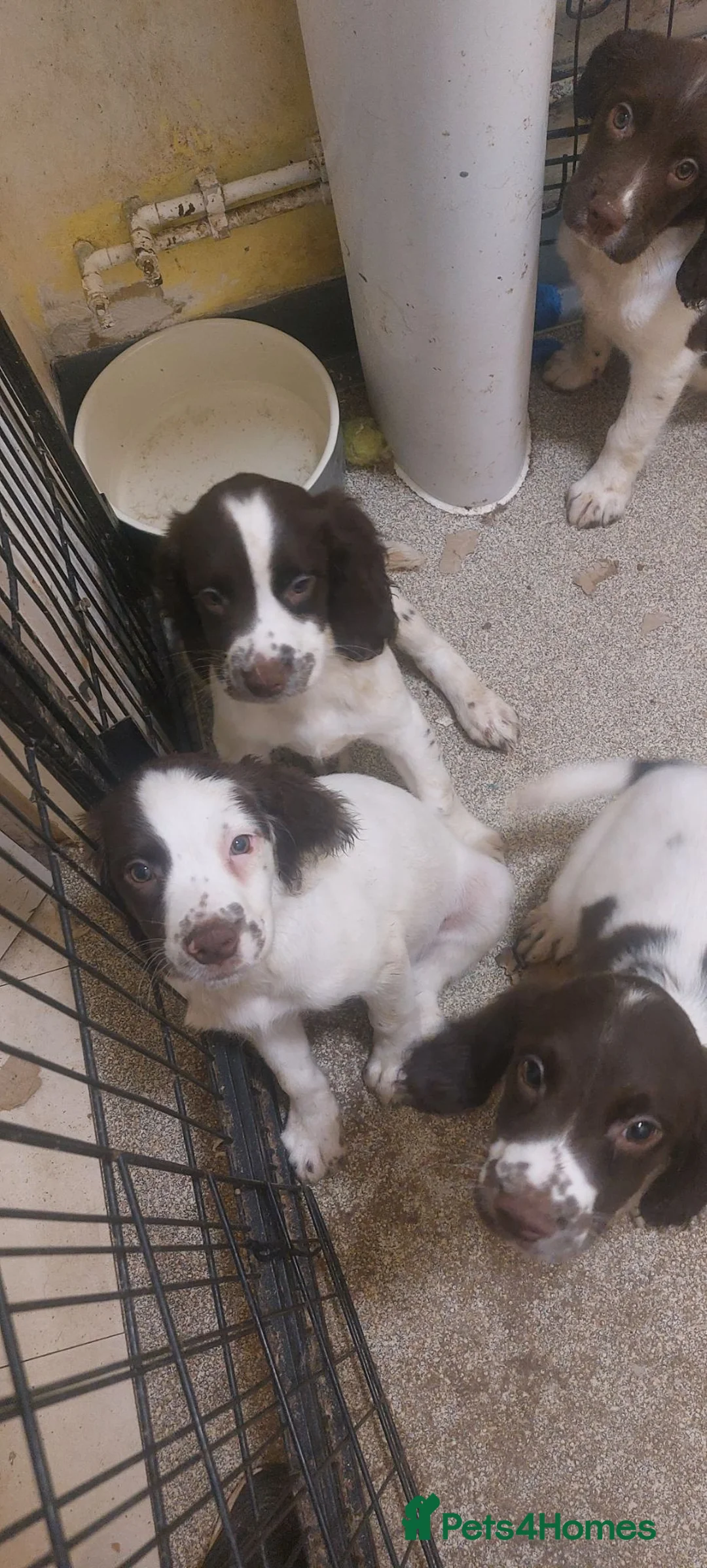 English Springer Spaniel dogs for sale: Springer spaniel pups  in Guildford - Advert 13