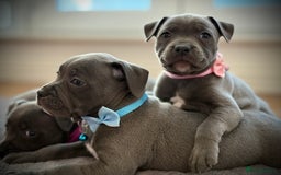 Staffordshire Bull Terrier dogs for sale: Ready for Their Forever Homes Now - Image 15