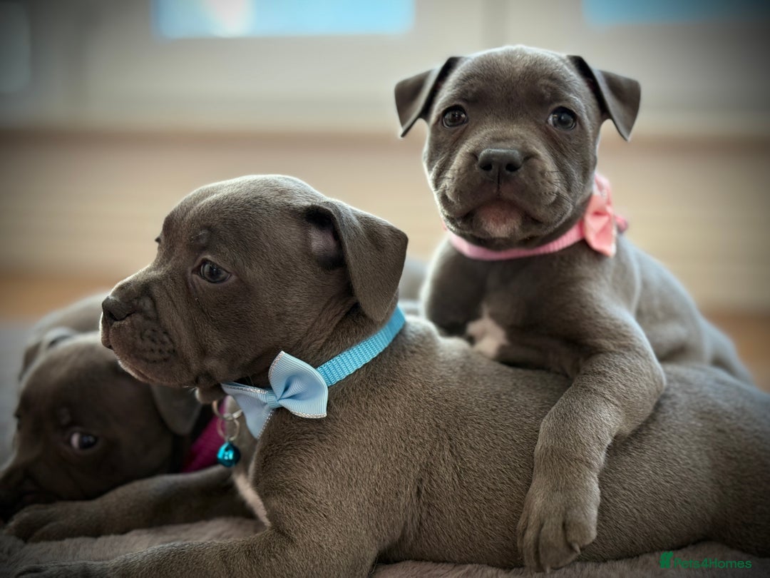 Staffordshire Bull Terrier dogs for sale: Ready for Their Forever Homes Now - Image 15