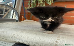 Korat cats for sale: KITTENS FOR FREE!!! NEED GONE ASAP! - Image 7
