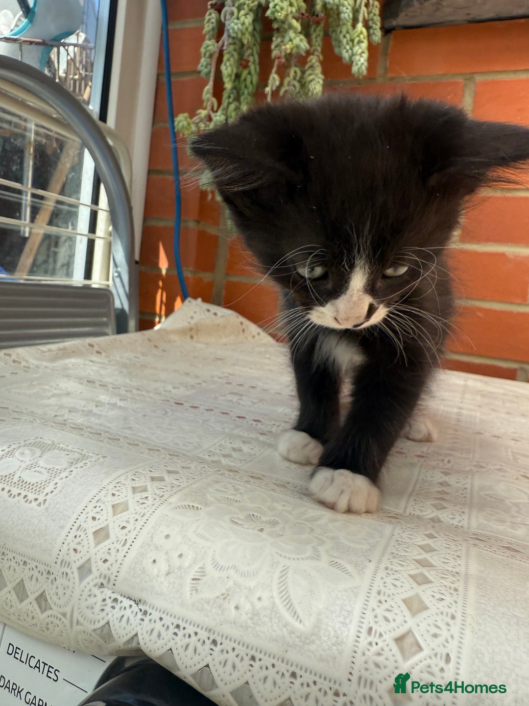 Korat cats for sale: KITTENS FOR FREE!!! NEED GONE ASAP! - Image 7