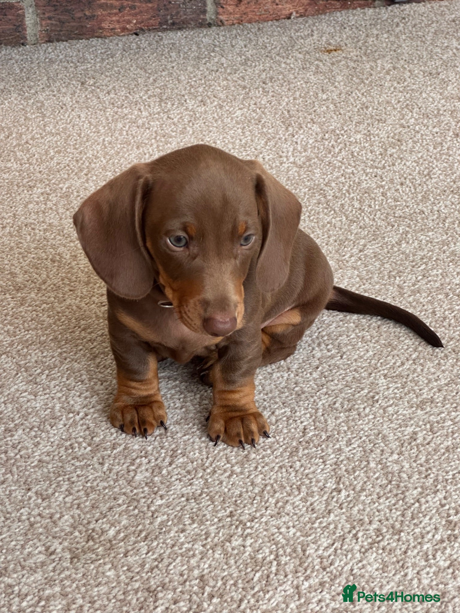 Miniature Dachshund dogs READY NOW - RKC Miniature Smooth ShortH Dachshund - Advert 2