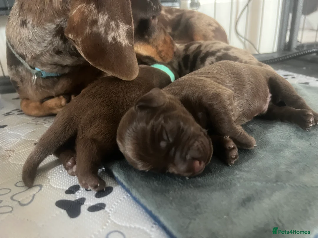 Mixed Breed dogs for sale: Charlie boy 💙 - Advert 3