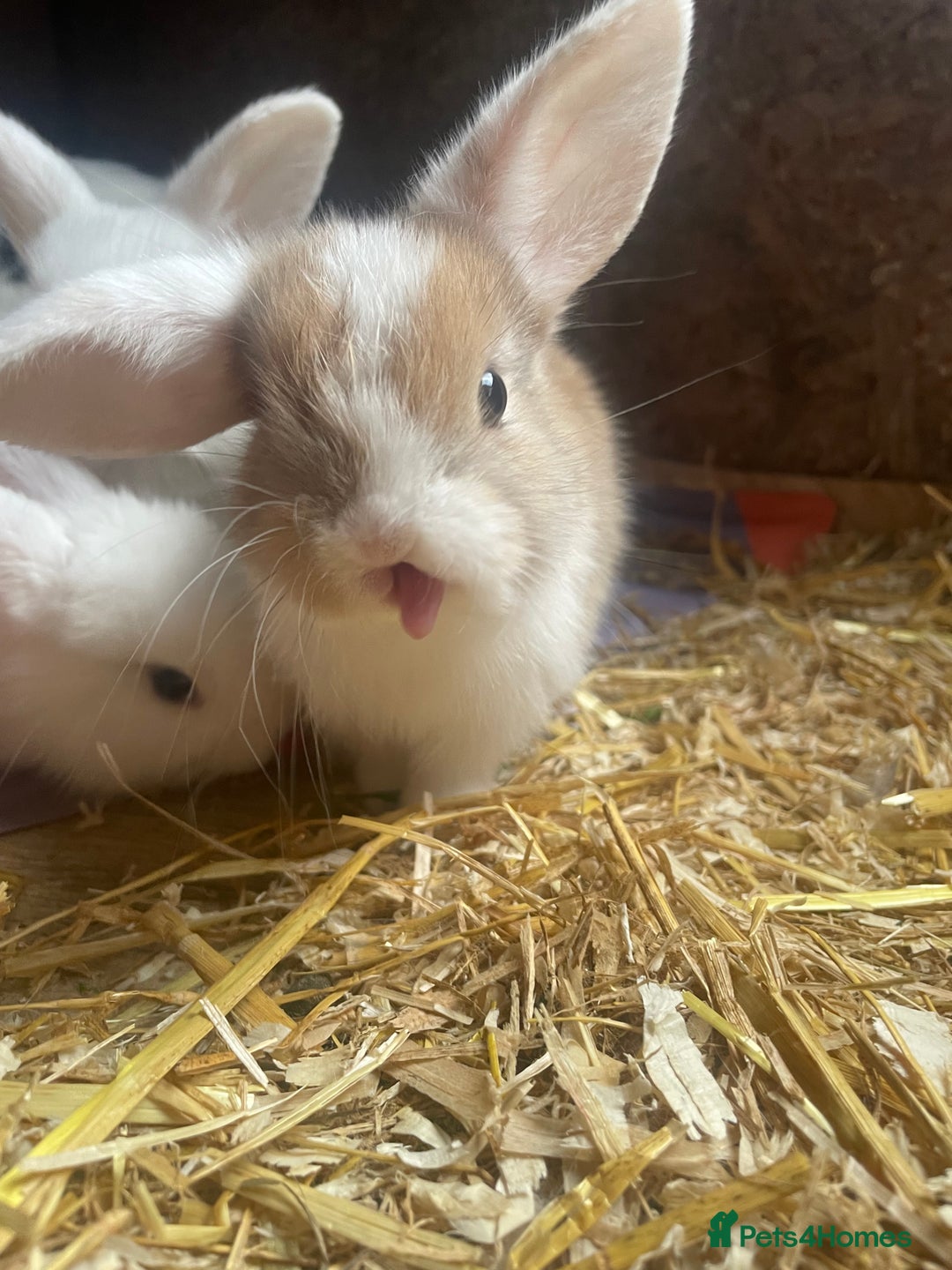 Mini Lop rabbits for sale:  4 baby rabbits - Image 1