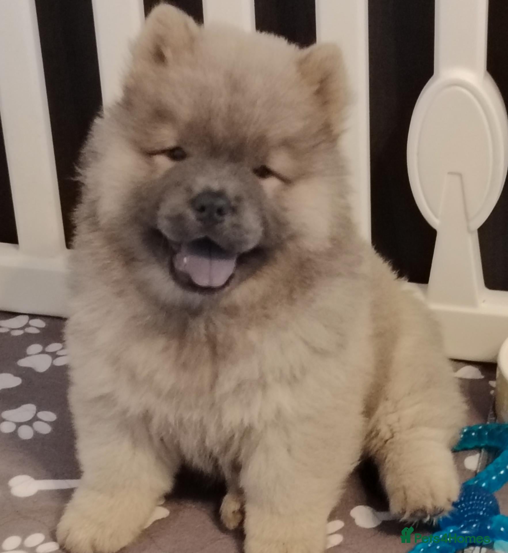 Chow Chow dogs  KC Reg Chow Chow Puppies – Ready now for new home - Advert 15