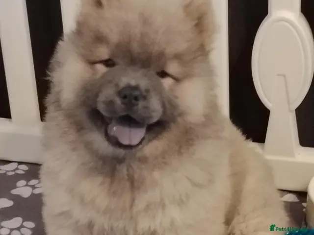 Chow Chow dogs for sale: 🐻❤️ Only one beautiful Chow Chow puppie left! 🐻 - Advert 6