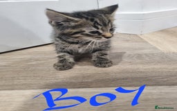 Mixed Breed cats for sale: 4 x beautiful kittens ready to leave 21/06/25 in Colwyn Bay - Image 12