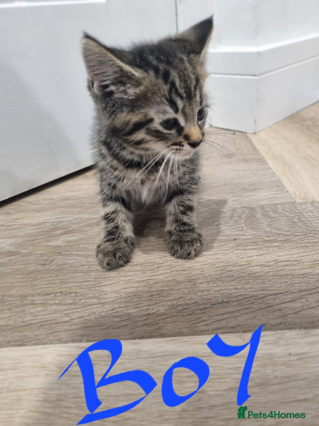 Mixed Breed cats for sale: 4 x beautiful kittens ready to leave 21/06/25 in Colwyn Bay - Image 12