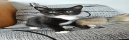 British Shorthair cats for sale: Scottish Fold x British Shorthair Mix Kittens - Advert 4