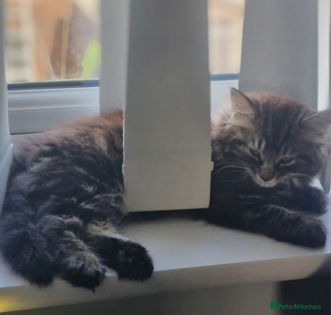 Mixed Breed cats for sale: Cute kittens - Image 35