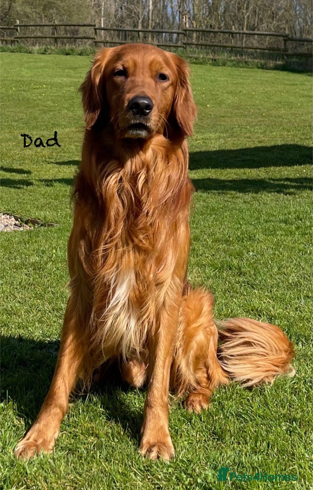 Golden Retriever dogs for sale: KC Reg Golden/Red Working Strain Retriever Puppies - Image 7