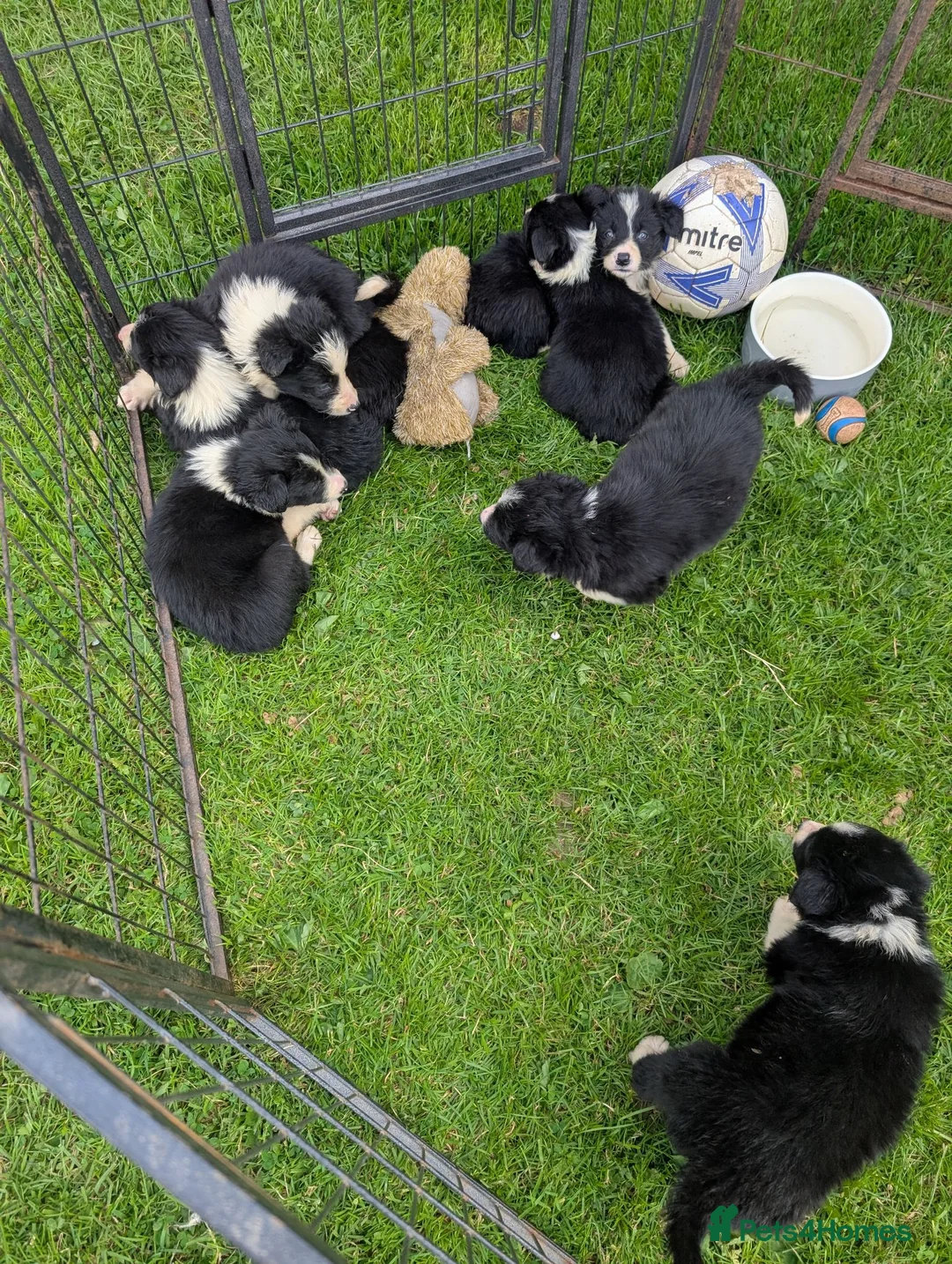 Border Collie dogs for sale: Beautiful isds registered puppies  - Advert 1