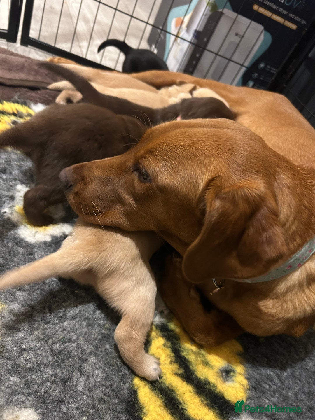 Labrador Retriever dogs for sale: Labrador puppies  - Image 23