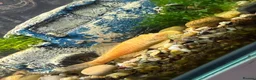 Plecos fish for sale: Albino bristlenose plecos  - Advert 3