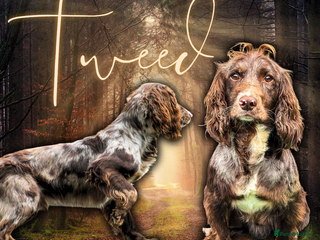 Cocker Spaniel dogs in Dudley - Advert 28