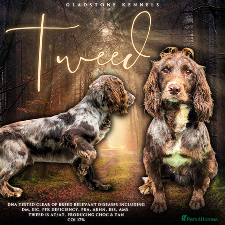 Cocker Spaniel dogs in Dudley - Advert 1