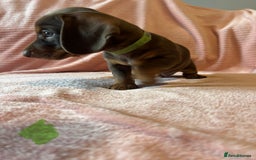 Miniature Dachshund dogs for sale: Miniature dachshunds - Image 6
