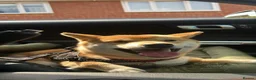 Japanese Shiba Inu dogs for sale: Beautiful Japanese Shiba Inu dog to rehome in Stockport - Advert 2