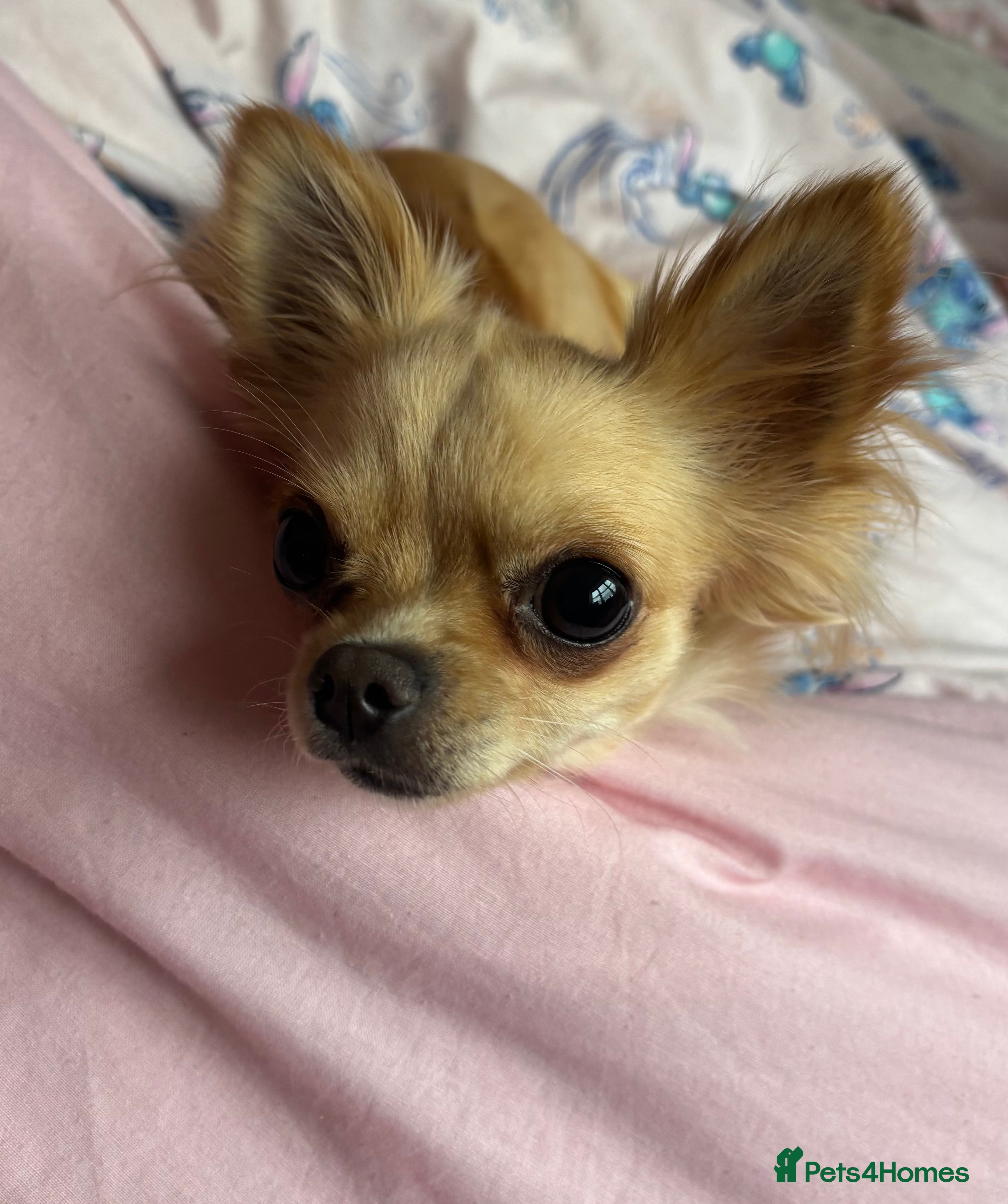 Chihuahua dogs Beautiful tiny Chihuahua - Advert 10