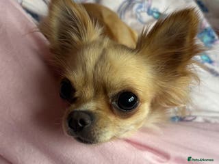 Chihuahua dogs Beautiful tiny Chihuahua - Advert 10