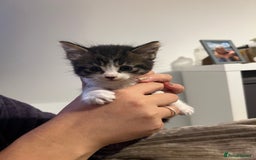 Mixed Breed cats for sale: 4 Tabby kittens looking for their forever home  - Image 2