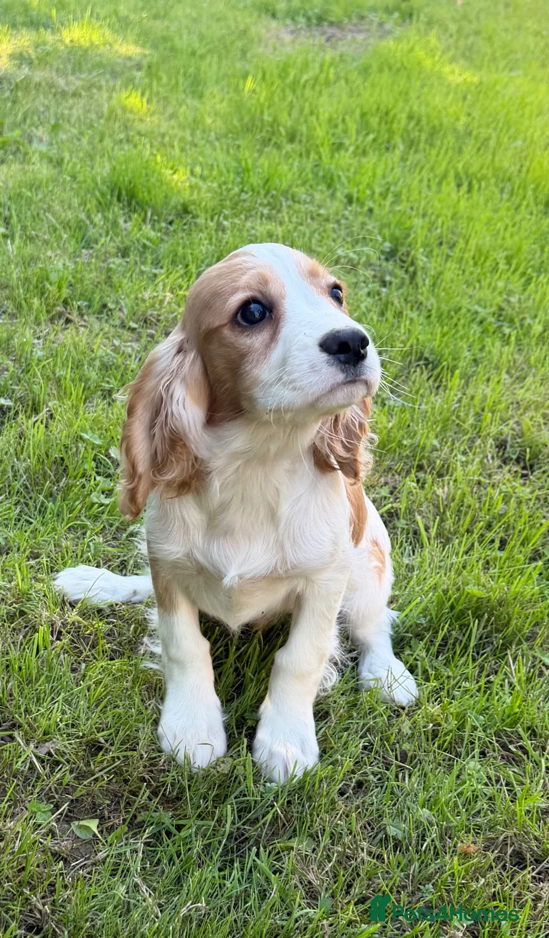Cavalier King Charles Spaniel dogs for sale: Cavalier King Charles pup boy  ready now  - Advert 1