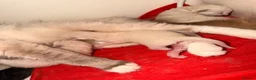 Ragdoll cats for sale: Ragdoll kittens available ♥️  - Advert 5