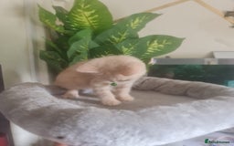 British Shorthair cats for sale: Adorable kittens  4 sweet home - Image 15