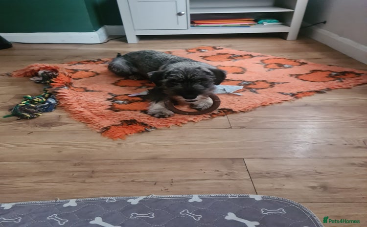 Schnauzer dogs - Advert 1