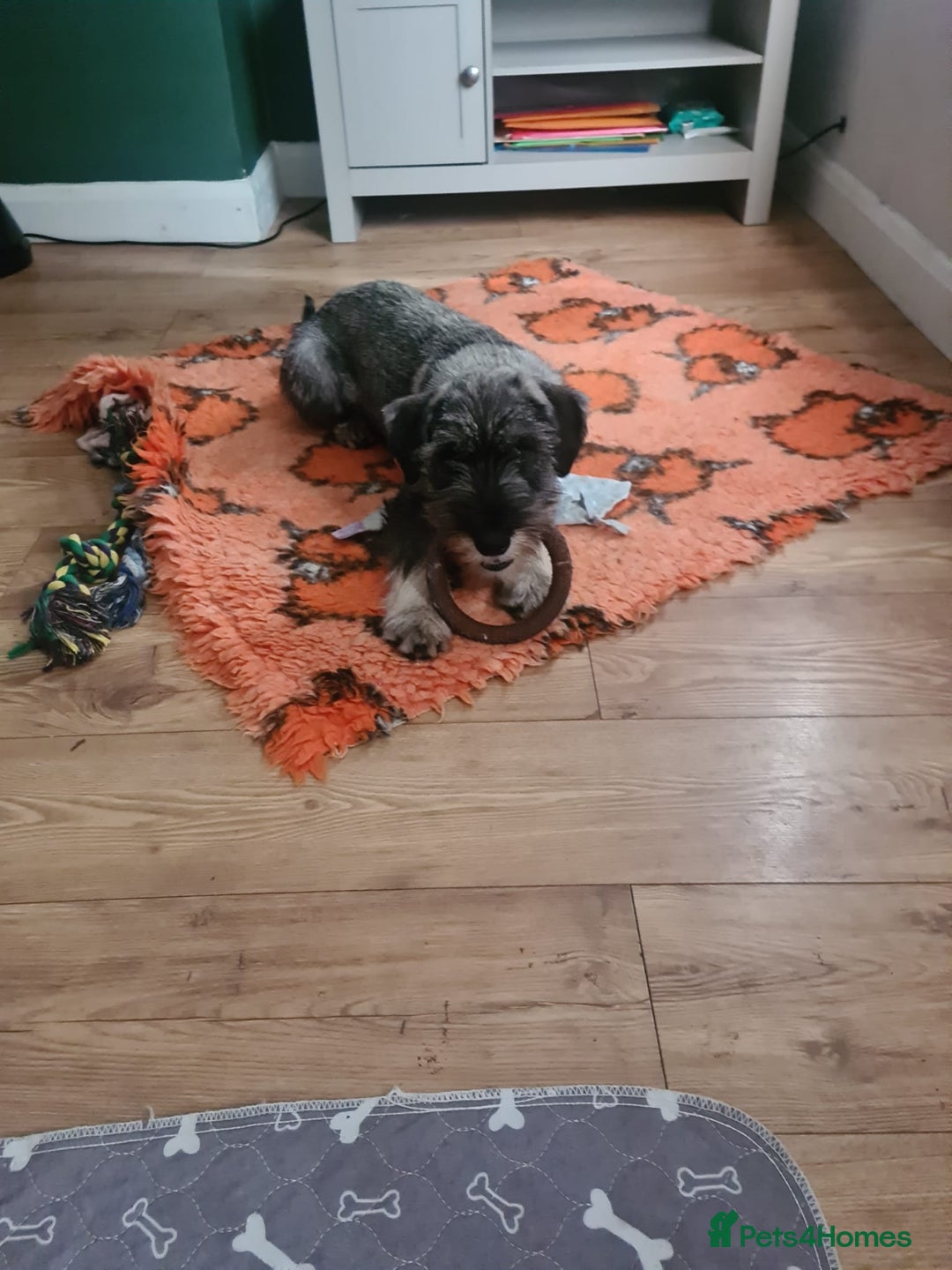 Schnauzer dogs for sale: STANDARD SCHNAUZER PUUPY - Image 1