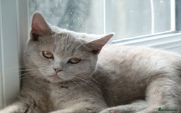 British Shorthair cats for sale: britsh short hair kittens  in Orpington - Image 24