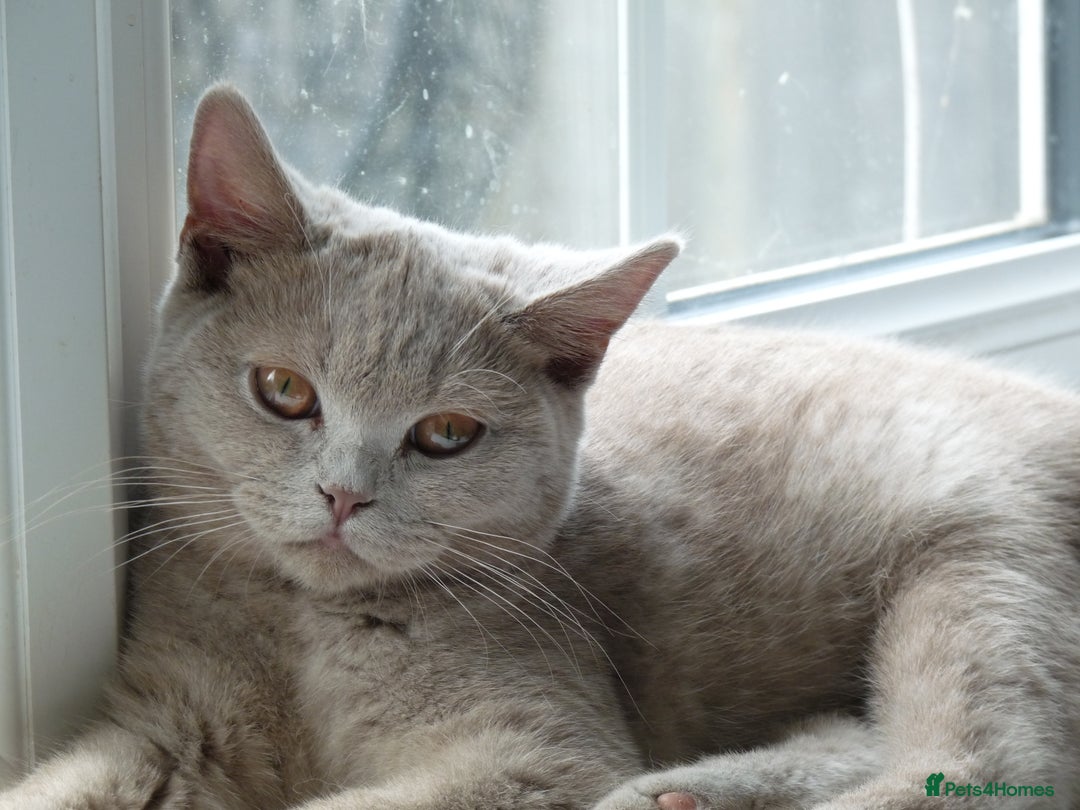 British Shorthair cats for sale: britsh short hair kittens  in Orpington - Image 24