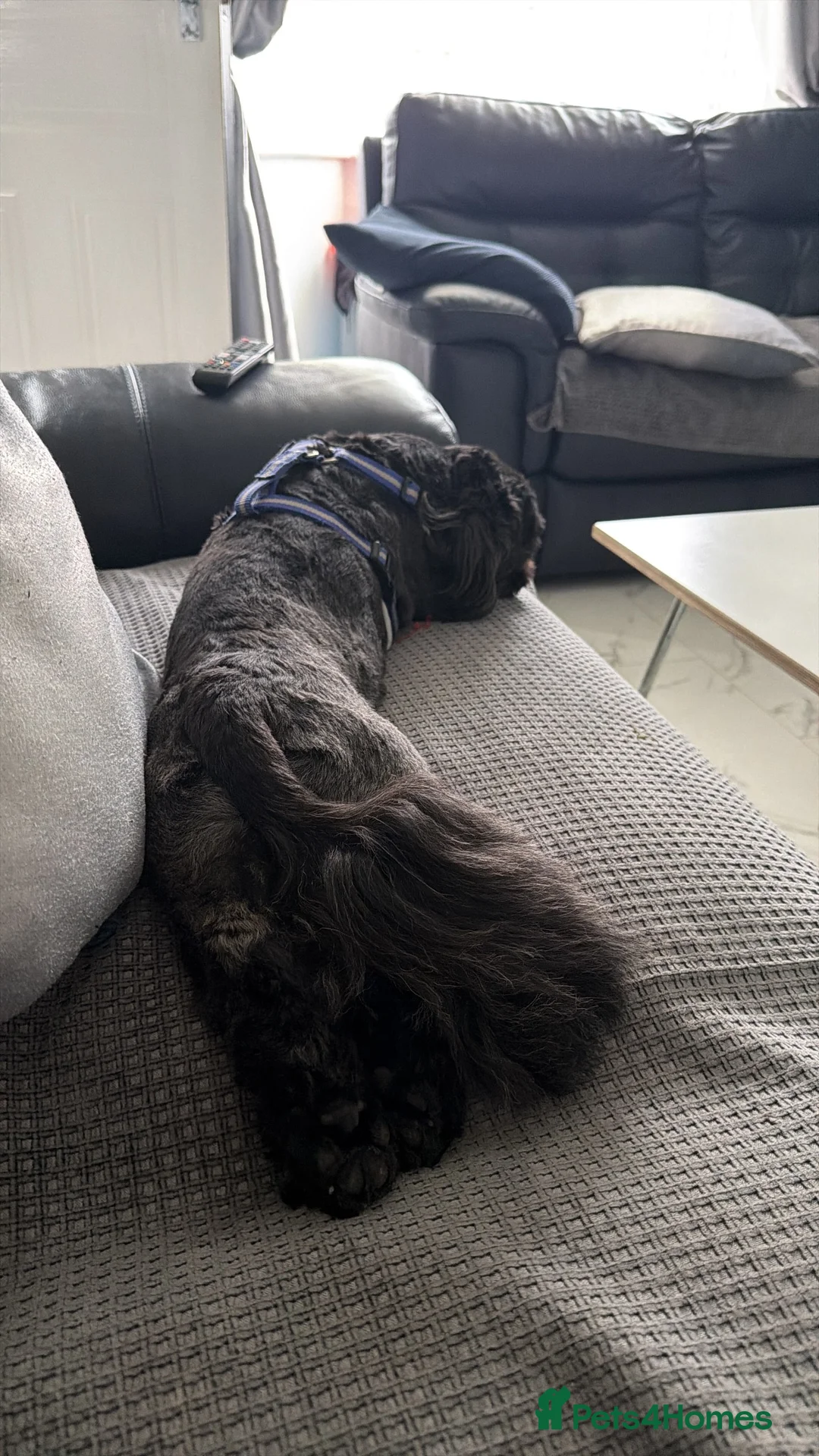 Shih Tzu dogs for stud: BUDDY BOY SHIH TZU STUD  in Glasgow - Advert 2