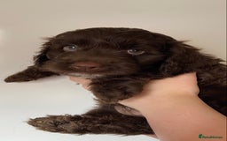 Cockapoo dogs for sale: last F1 boy ready now - Image 12